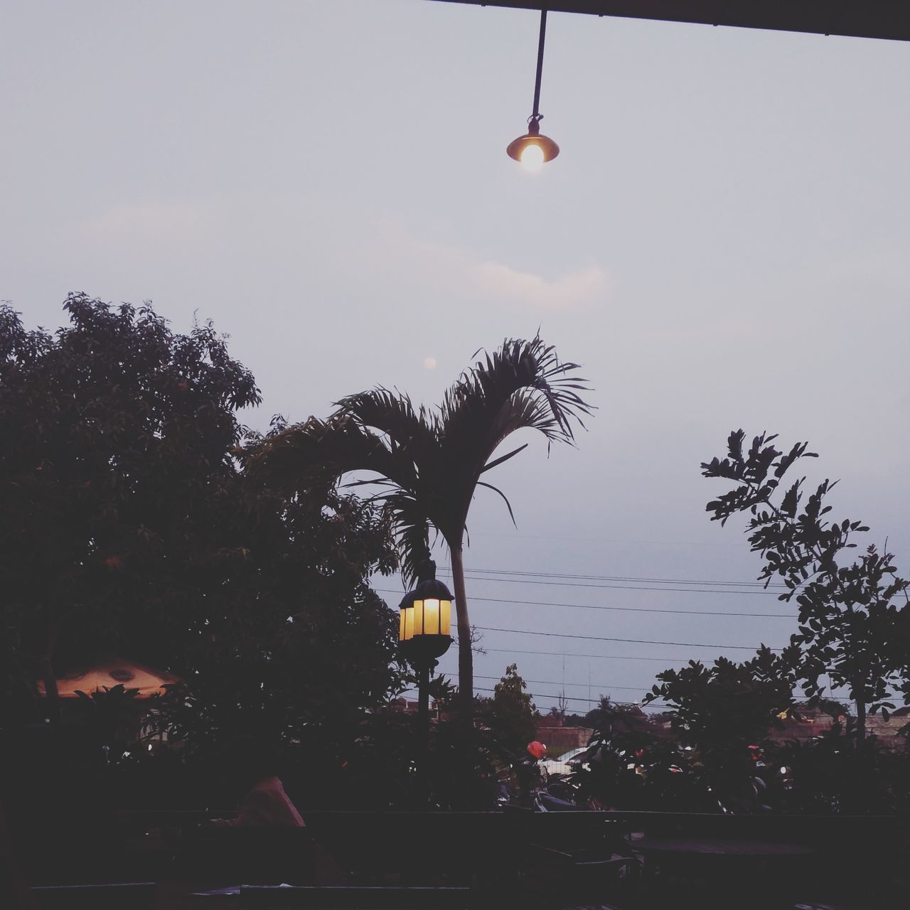 LOW ANGLE VIEW OF PALM TREES AND STREET LIGHT