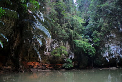 Scenic view of river amidst trees in forest
