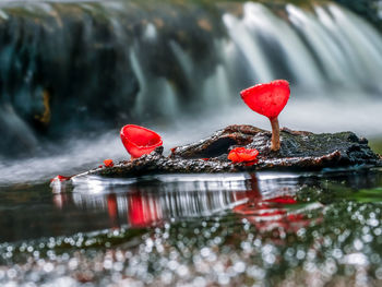 Fungi cup red mushroom champagne cup or pink burn cup on decay wood in forest. 