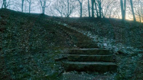 Staircase in forest