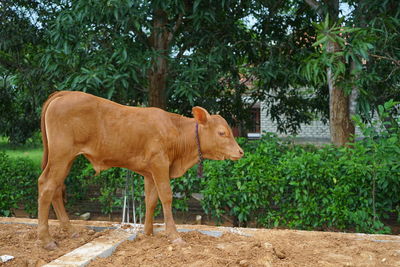 Side view of a cow