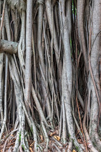 Full frame shot of tree roots