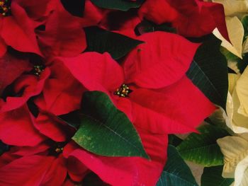 Close-up of red flowers