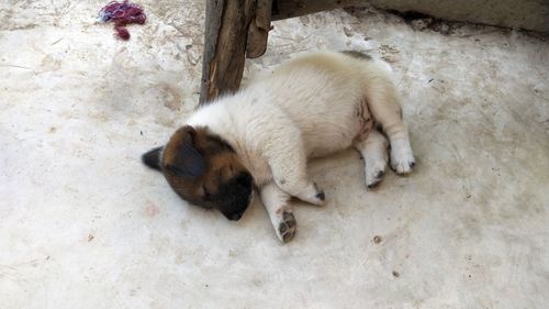 High angle view of a dog sleeping