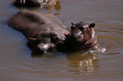 Hippo family living in masai mara, kenya