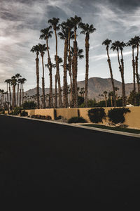 Palm trees on field against sky