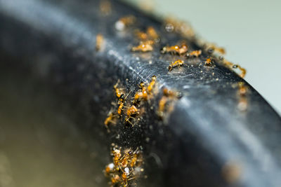 Close-up of insect on rusty metal