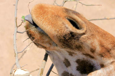 Close-up of horse