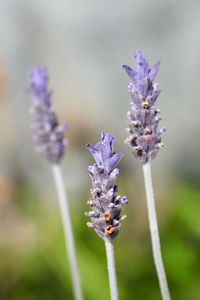 Close-up of purple flowering plant on field