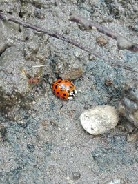 High angle view of ladybug on rock