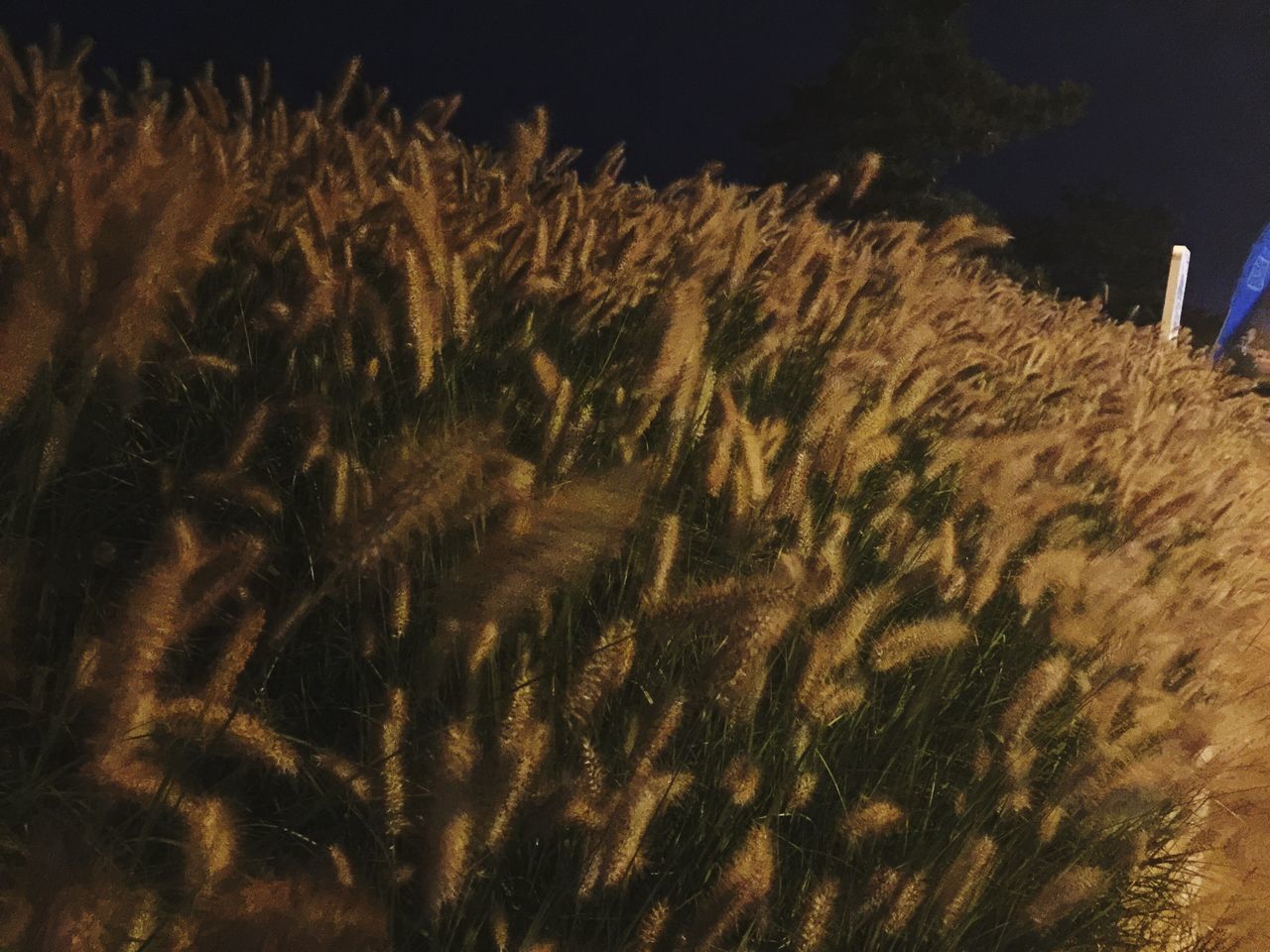 field, night, tranquility, growth, nature, agriculture, tranquil scene, landscape, grass, rural scene, outdoors, plant, no people, beauty in nature, farm, sky, scenics, clear sky, sand, sunlight