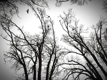 Low angle view of bare trees against clear sky