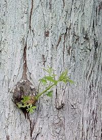 Close-up of tree trunk