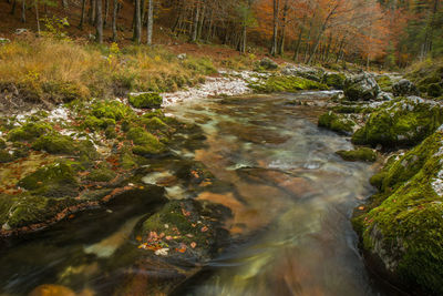 Stream flowing amidst trees in forest