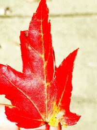 Close-up of wet red maple leaves