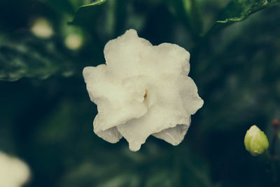 Close-up of white flowers blooming outdoors