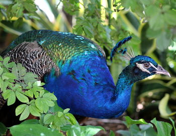 Close-up of a peacock