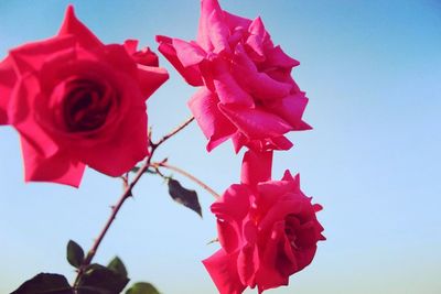 Close-up of red rose