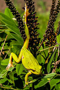 Close-up of insect on plant