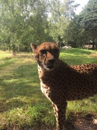 Dog standing on grassy field