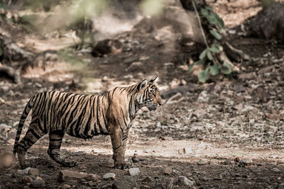 Tiger walking on a land