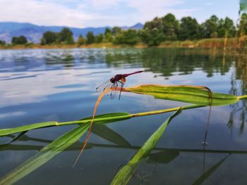 Insect on a lake