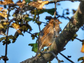 Low angle view of bird perching on tree