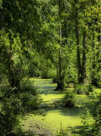 Scenic view of forest