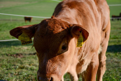 Cows in a field