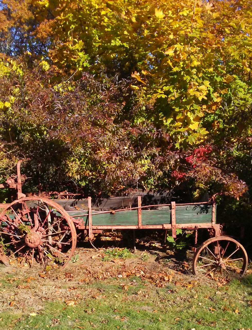 tree, bicycle, autumn, no people, transportation, outdoors, nature, beauty in nature, day, sky