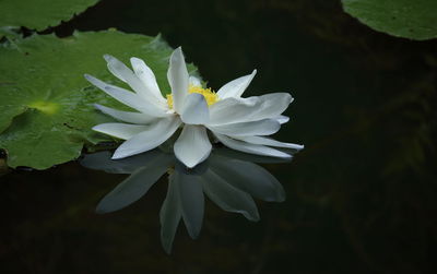 Close-up of white flower blooming outdoors