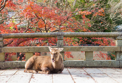 Portrait of a cat sitting on tree