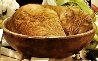 Close-up of cat