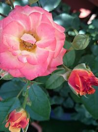 Close-up of pink flowers