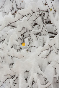 Full frame shot of snow covered tree