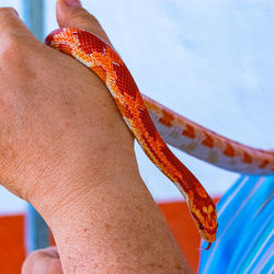 Veterinary professional handling a non-venomous snake known as the corn snake during a class