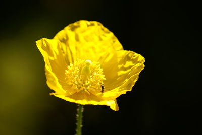 Close-up of insect on yellow flower