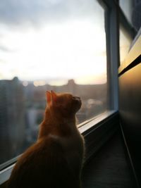 Close-up of dog against window at sunset