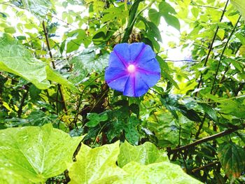 Plant growing on tree