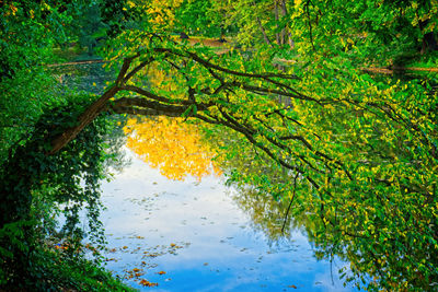 Reflection of trees on lake during autumn