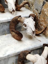 High angle view of animal skull