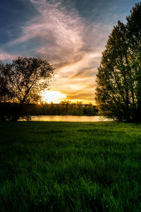 Trees on field against sky during sunset