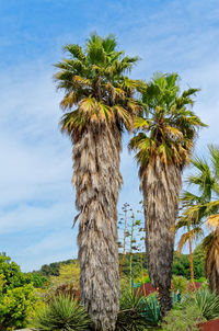 Two trachycarpus wagnerianus palms against blue sky