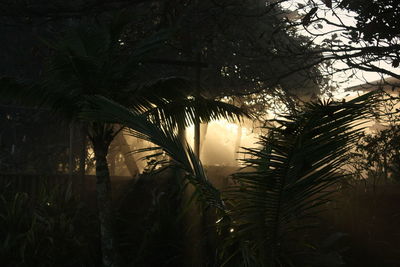 Palm trees in forest