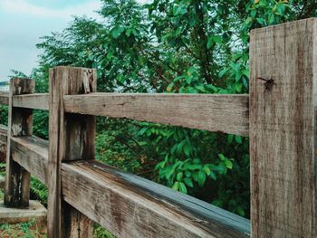 View of wooden bench against plants