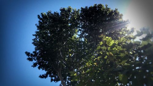 Low angle view of tree against clear sky