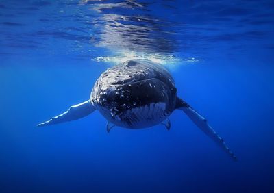 Whale swimming in sea