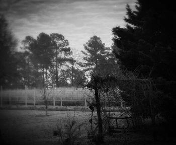 Trees on field