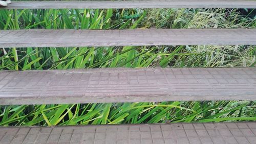 High angle view of bamboo on field