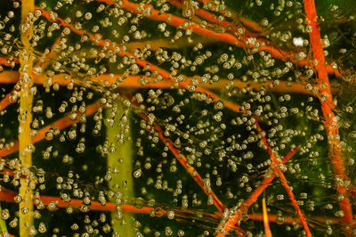 Close-up of wet spider web on plants during rainy season